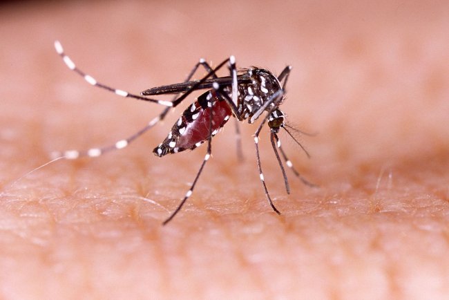 What You Should Know About Dengue Fever in the United States (And How to Treat It)