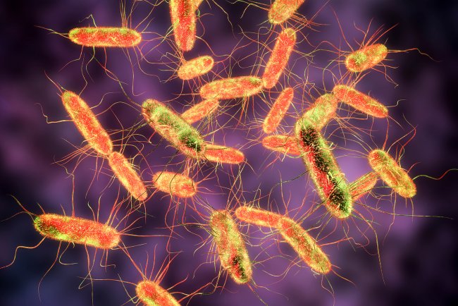 How Salmonella Works and What You Can Do About It Salmonella is a Cunning Little Germ.