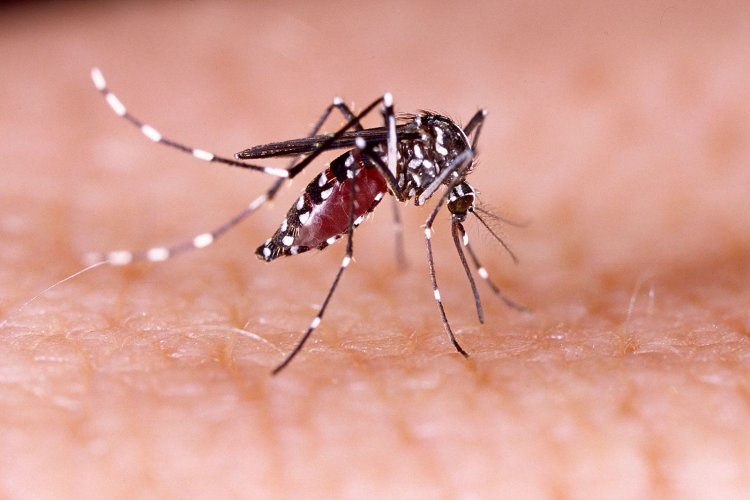 What You Should Know About Dengue Fever in the United States (And How to Treat It)
