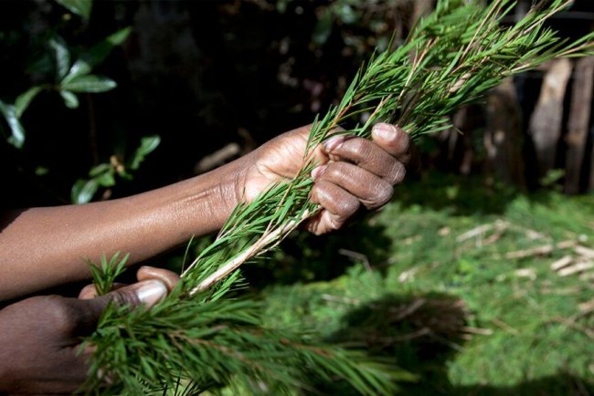 Does Tea Tree Oil Actually Help with Athlete's Foot or Acne? What Common Sense and Science Have to Say