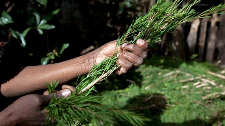 Does Tea Tree Oil Actually Help with Athlete's Foot or Acne? What Common Sense and Science Have to Say