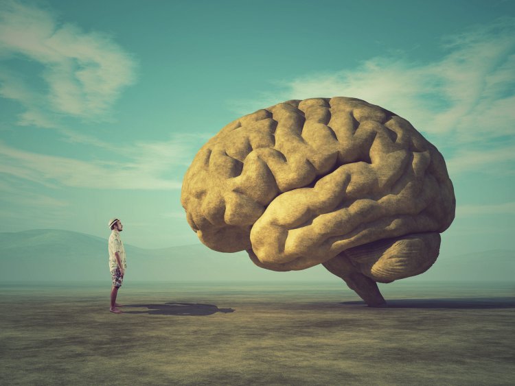 How Brain Plasticity Shapes Drug Addiction and Our Ability to Heal