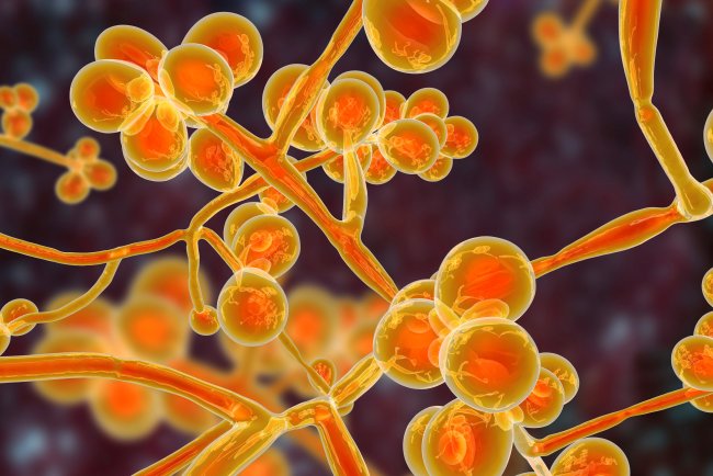 How can Candida Auris' "Superbug" fungus be avoided when it comes to making headlines?