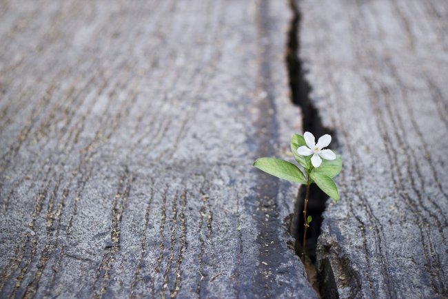 When Dying Becomes a Rebirth