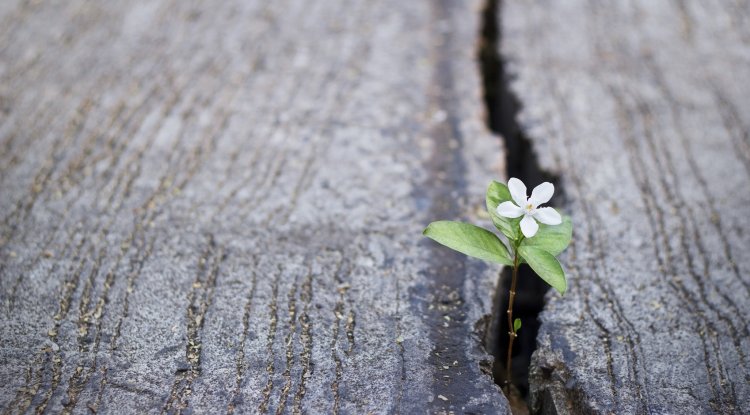 When Dying Becomes a Rebirth