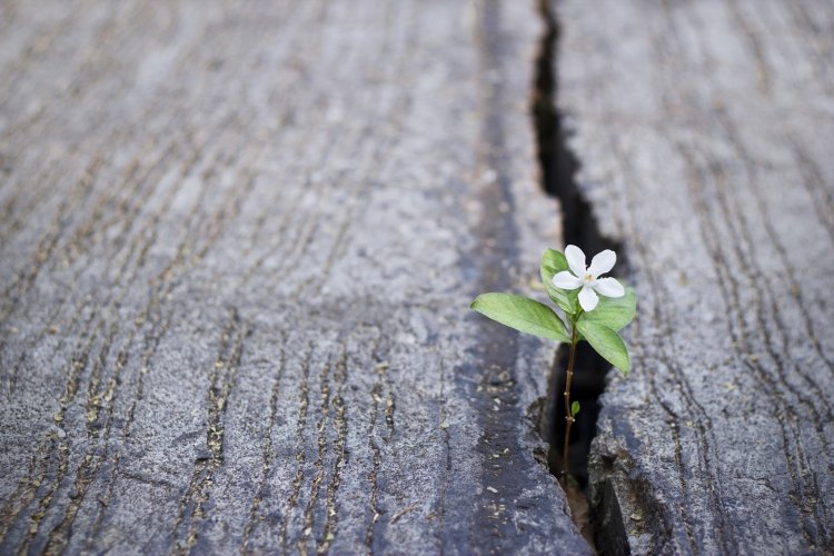 When Dying Becomes a Rebirth