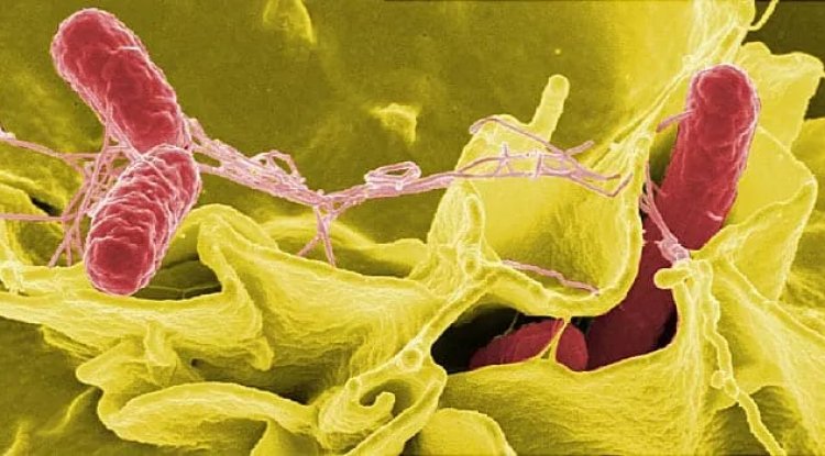 How Salmonella Works and What You Can Do About It Salmonella is a Cunning Little Germ.